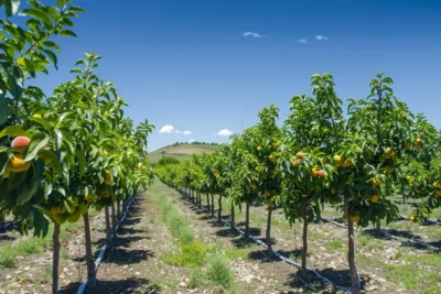 distancia entre arboles frutales